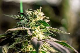 Ultimate Guide to Growing Weed Seeds Ontario Tips and Insights Ultimate Guide to Growing Weed Seeds Ontario Tips and Insights