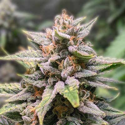 Ultimate Guide to Growing Weed Seeds Ontario Tips and Insights Ultimate Guide to Growing Weed Seeds Ontario Tips and Insights